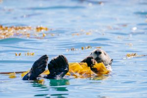 Glacier Bay Otter