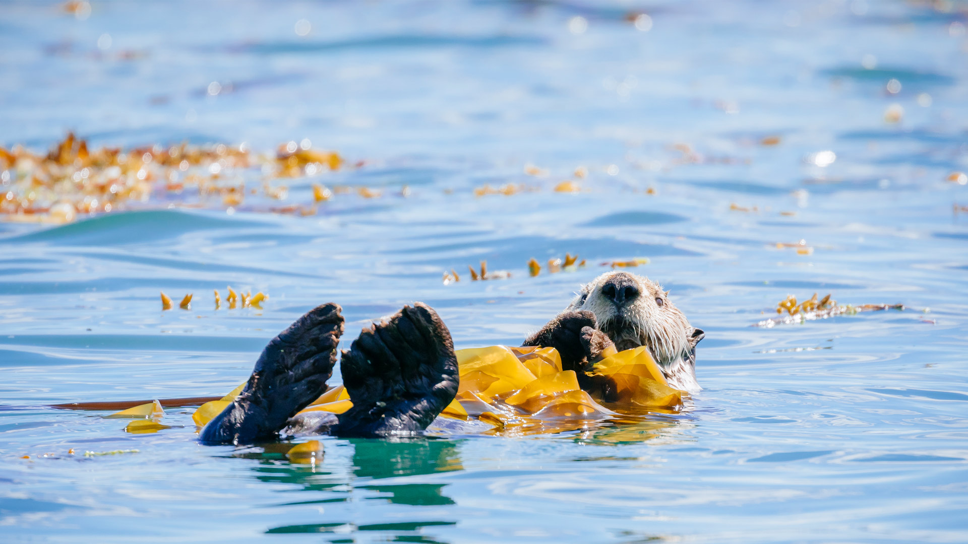 Glacier Bay Otter