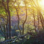 Glenariff Forest