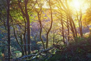 Glenariff Forest