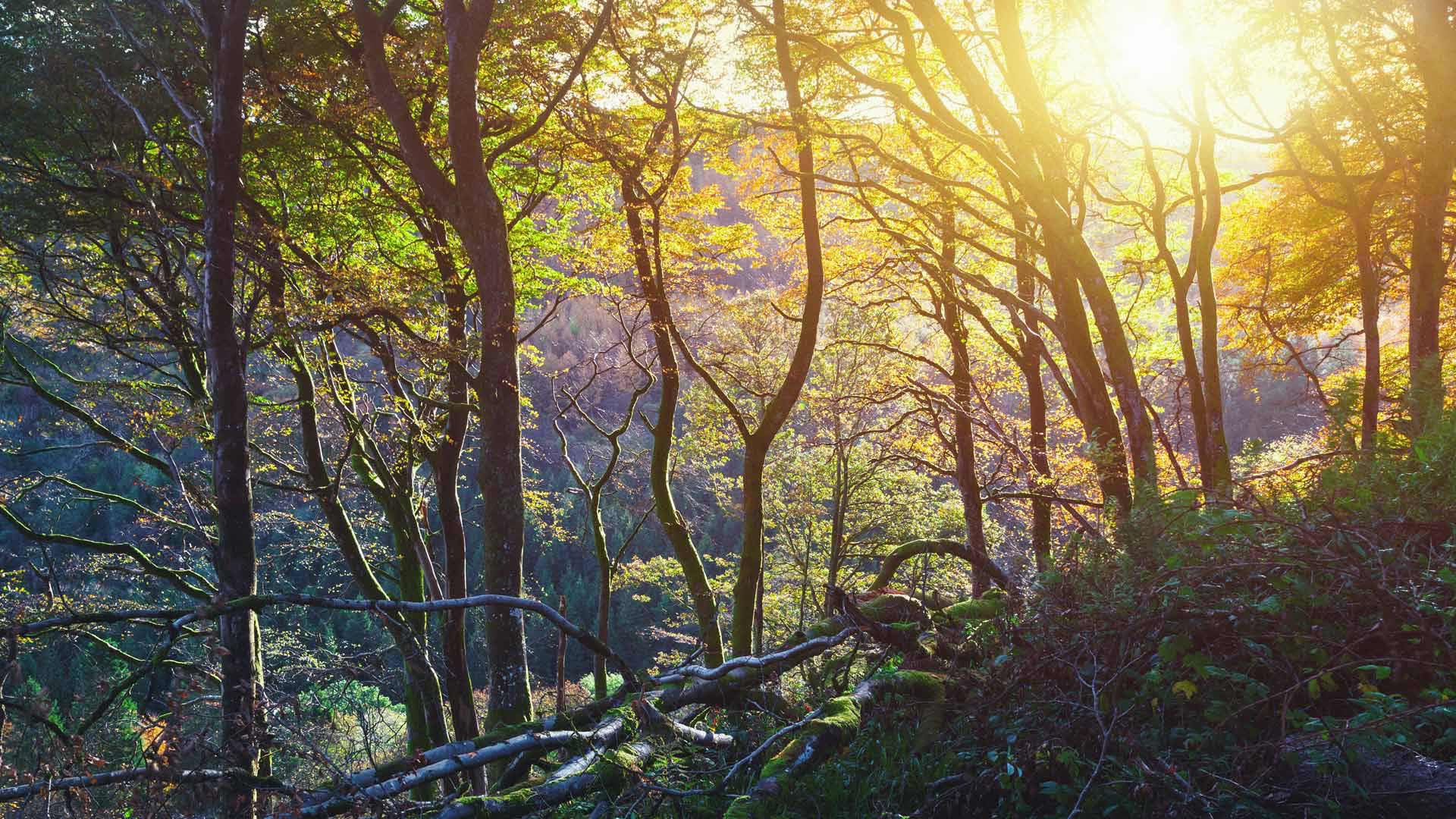 Glenariff Forest