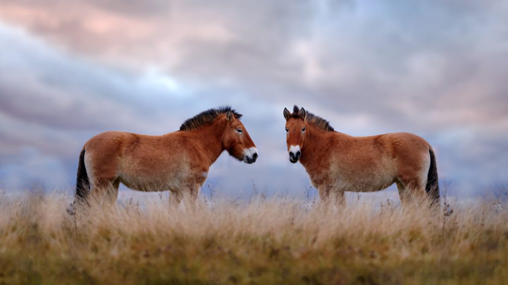 Mongolia Horses