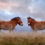 Mongolia Horses