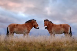 Mongolia Horses