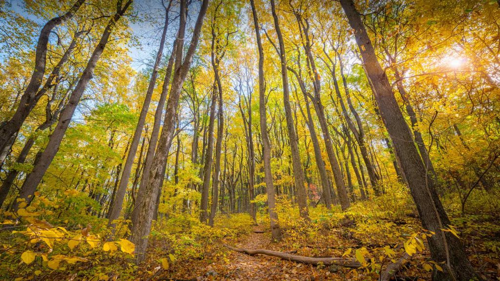 Shenandoah Foliage