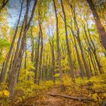 Shenandoah Foliage