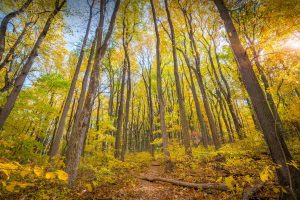 Shenandoah Foliage