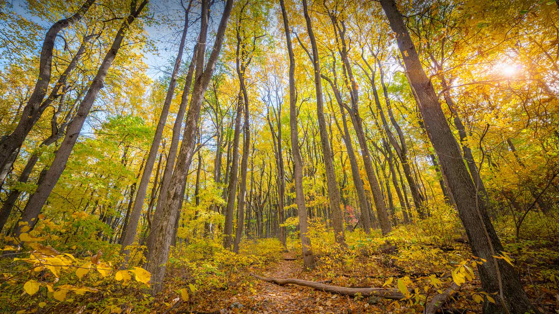 Shenandoah Foliage