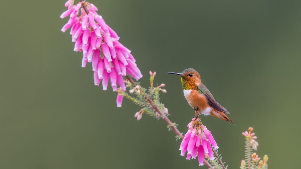 Tiny Hummer