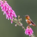 Tiny Hummer