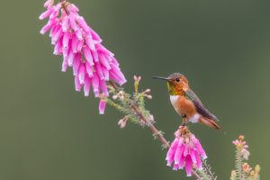 Tiny Hummer