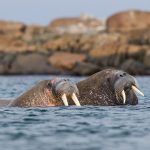 Walrus Svalbard