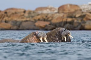 Walrus Svalbard