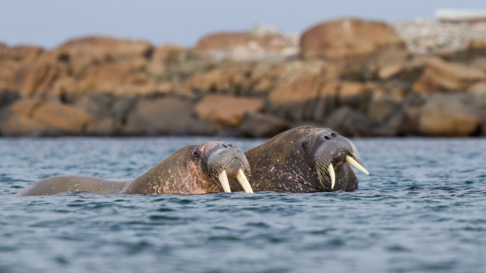 Walrus Svalbard