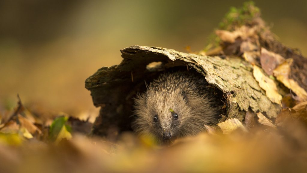 Autumn Hedgehog