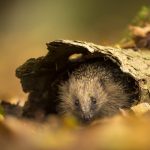 Autumn Hedgehog