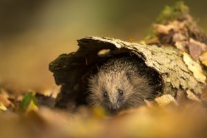 Autumn Hedgehog