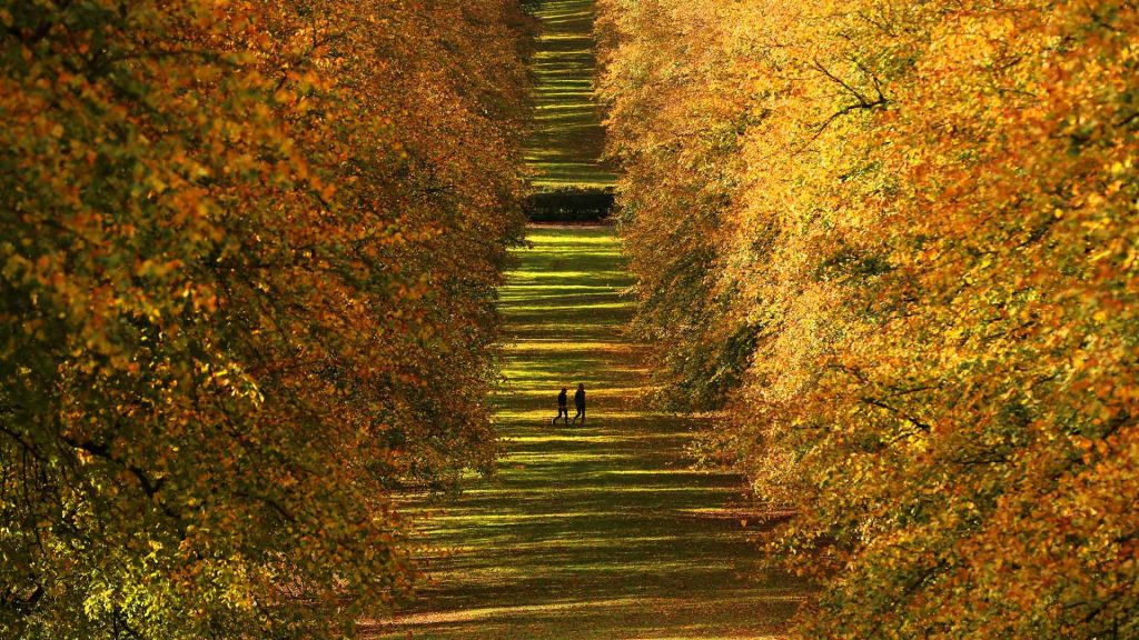 Autumn Leaves Belfast UK