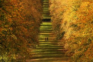 Autumn Leaves Belfast UK