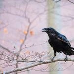 Autumn Raven