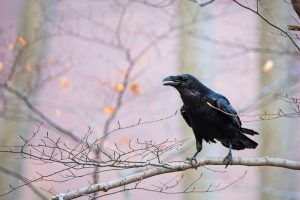 Autumn Raven