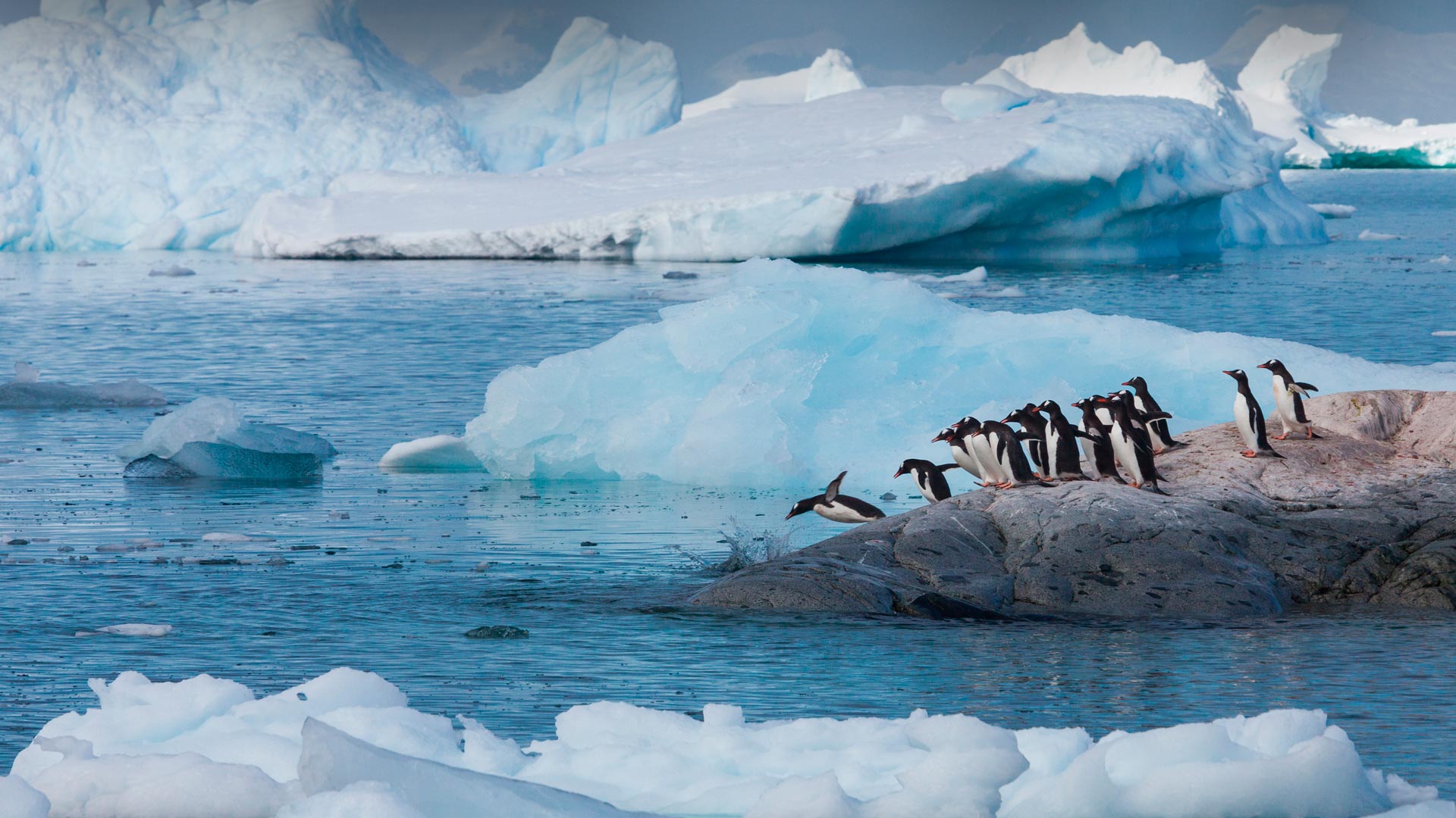 Gentoo Jump