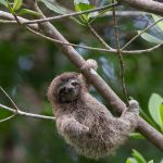 Pygmy Sloth