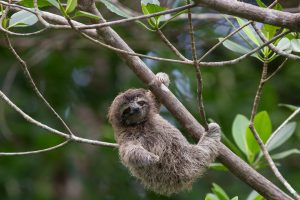 Pygmy Sloth