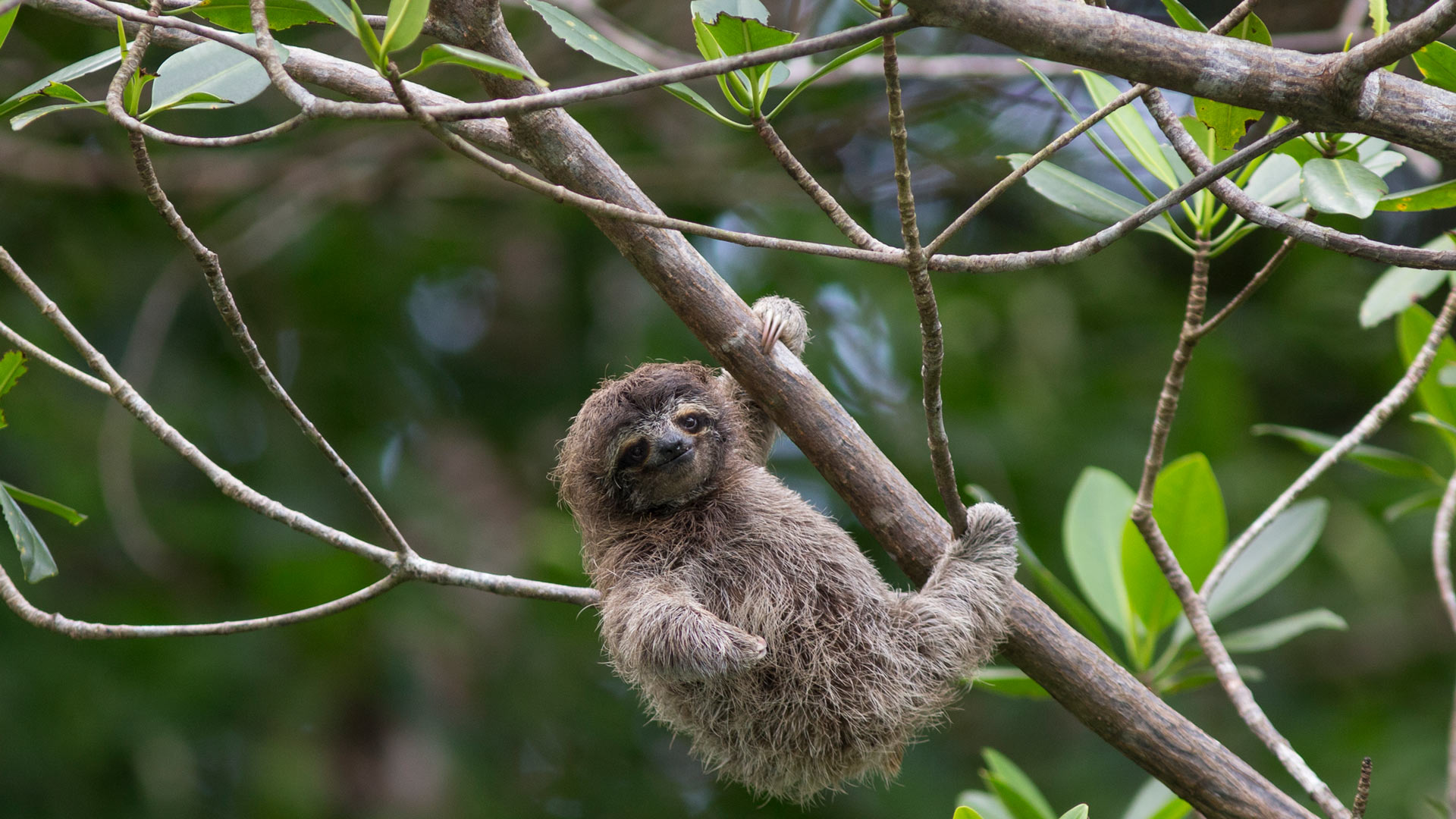 Pygmy Sloth