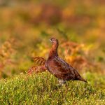 Red Grouse UK