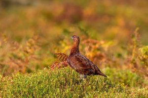 Red Grouse UK