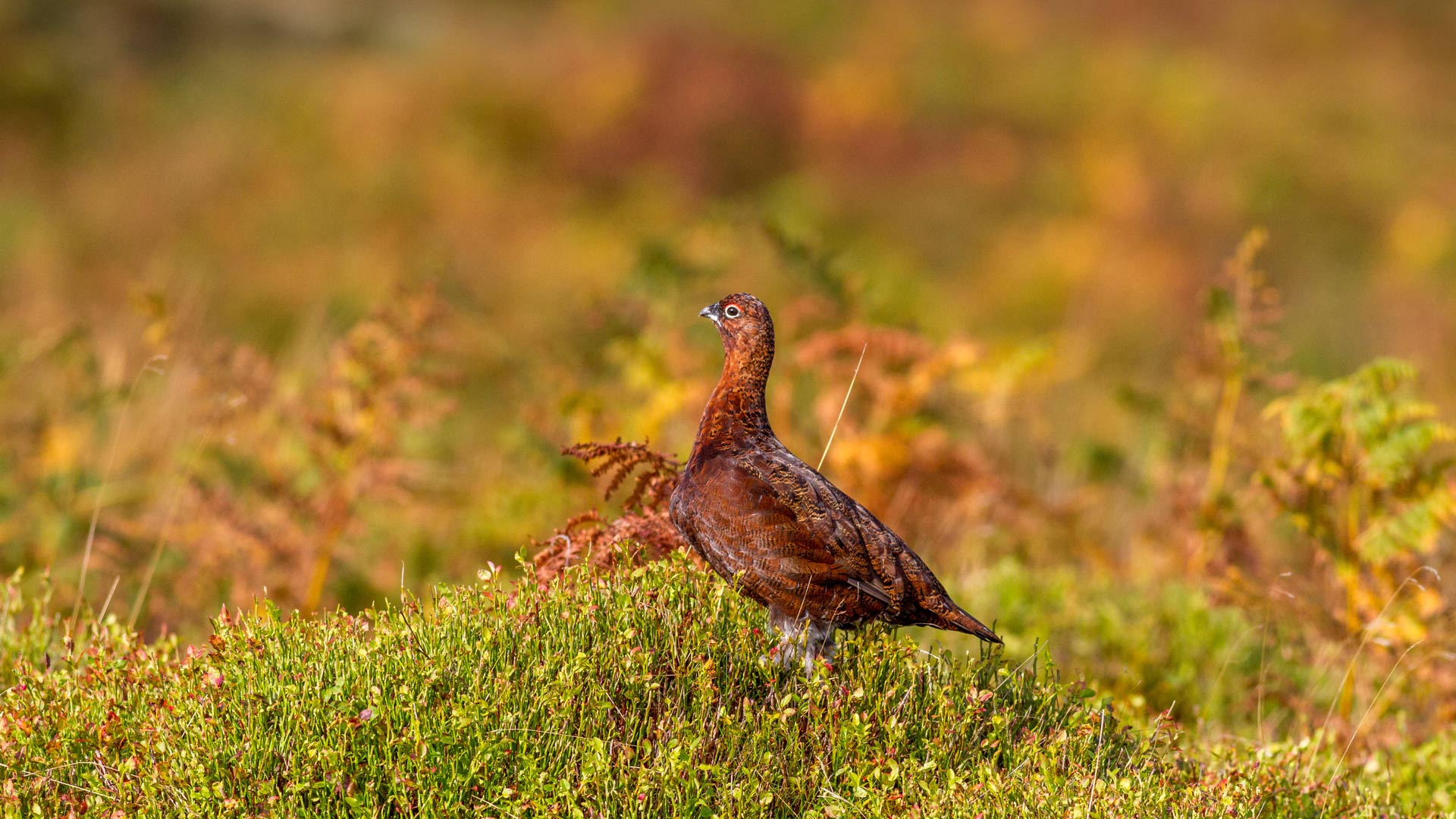 Red Grouse UK
