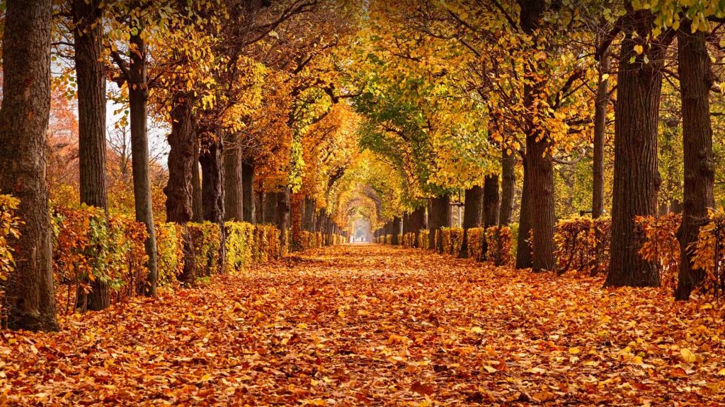 Vienna Autumn