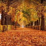 Vienna Autumn