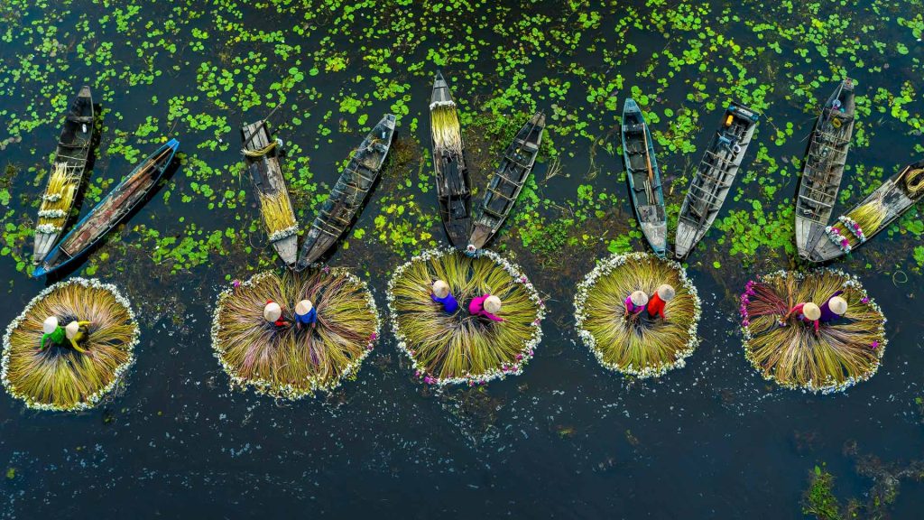 Water Lily Vietnam