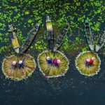 Water Lily Vietnam