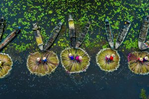 Water Lily Vietnam