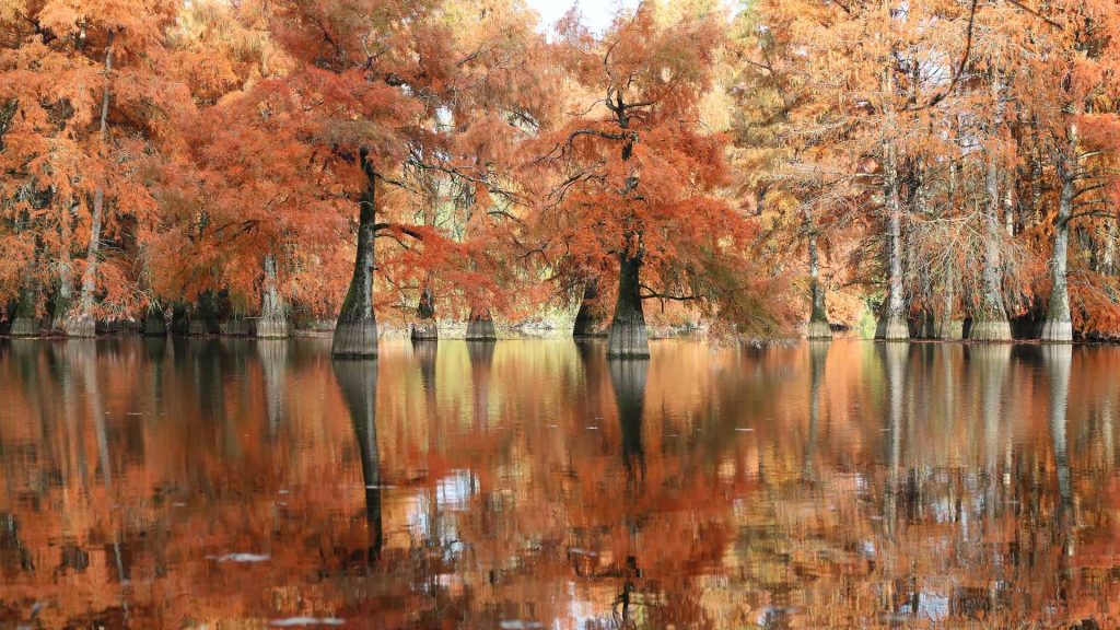 Bald Cypress