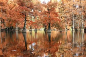 Bald Cypress