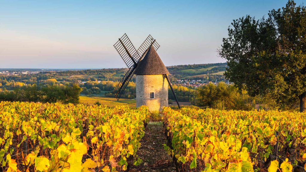 Beaujolais Vineyard