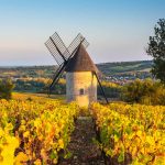 Beaujolais Vineyard