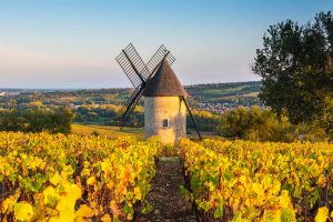 Beaujolais Vineyard