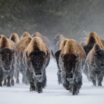 Bison Snow