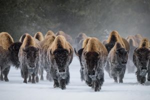 Bison Snow