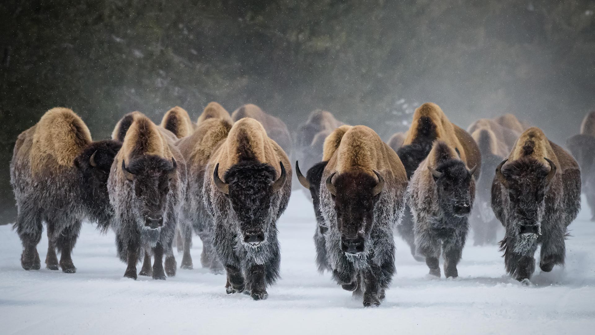 Bison Snow