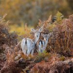 Bradgate Fallow