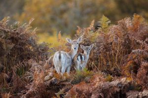 Bradgate Fallow