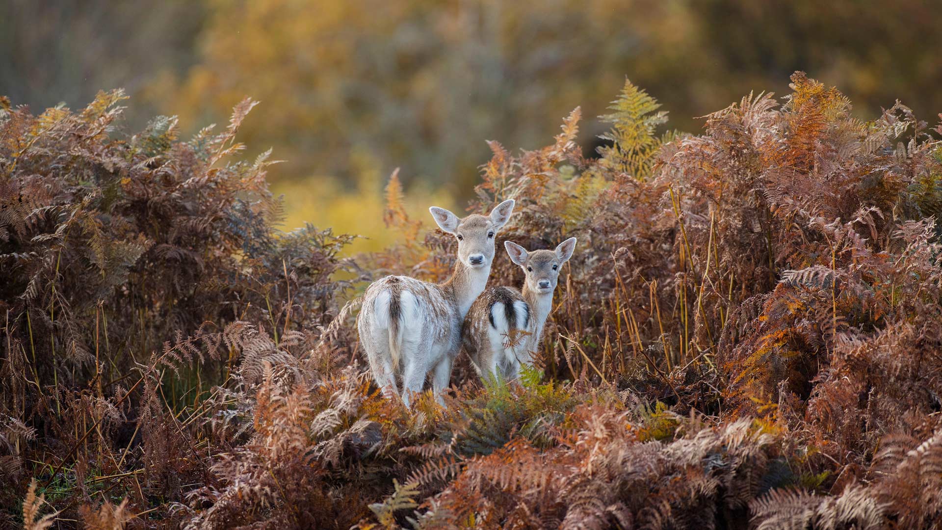 Bradgate Fallow