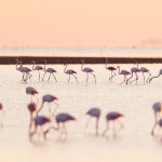 Flamingos Saintes Maries