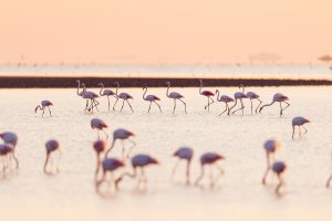 Flamingos Saintes Maries